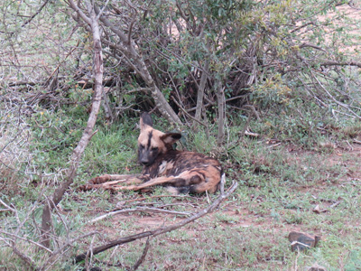 Napping Wild Dog, Kruger, South Africa 2013
